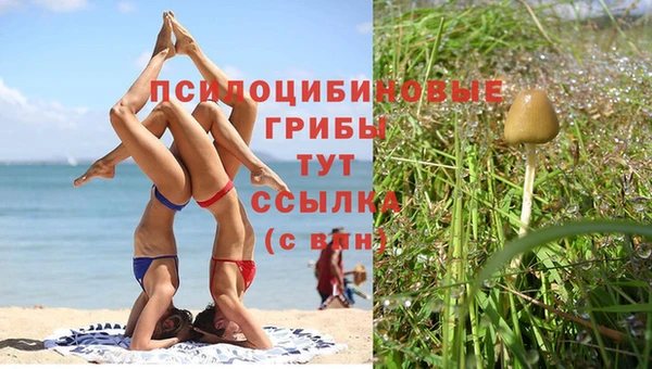 гидра Абаза